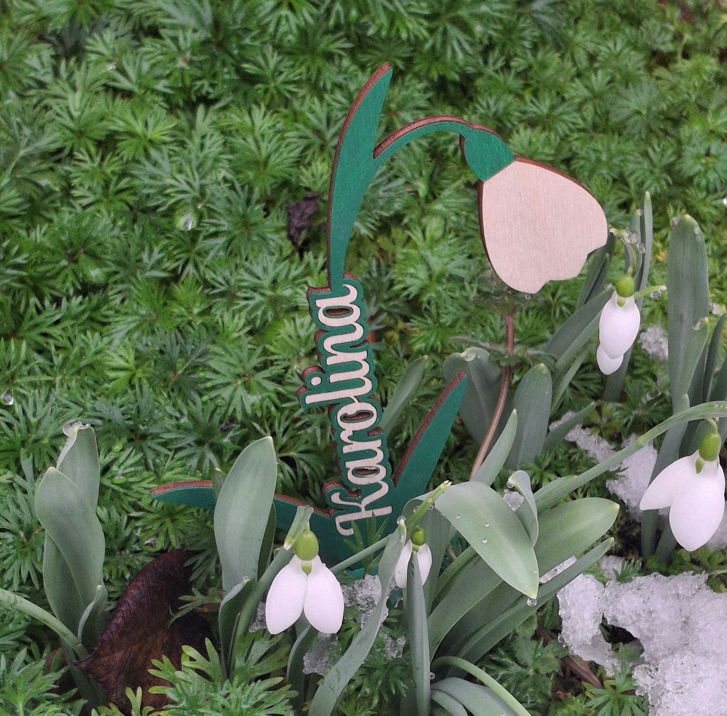 Névreszóló hóvirág